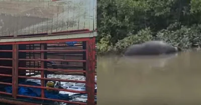Balsa com bovinos e bubalinos é retirada do rio em Soure, no Marajó