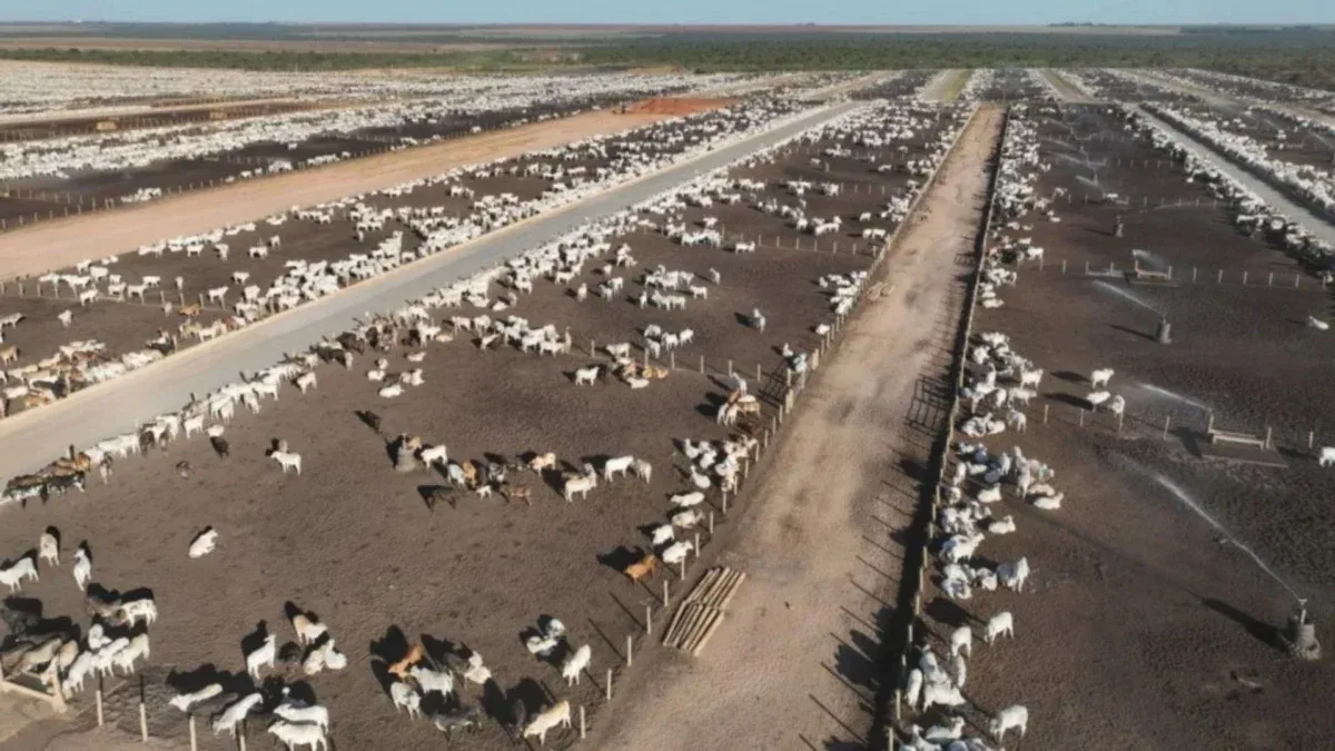 Pneumonia bovina se espalha por contato e exige vacinação do rebanho