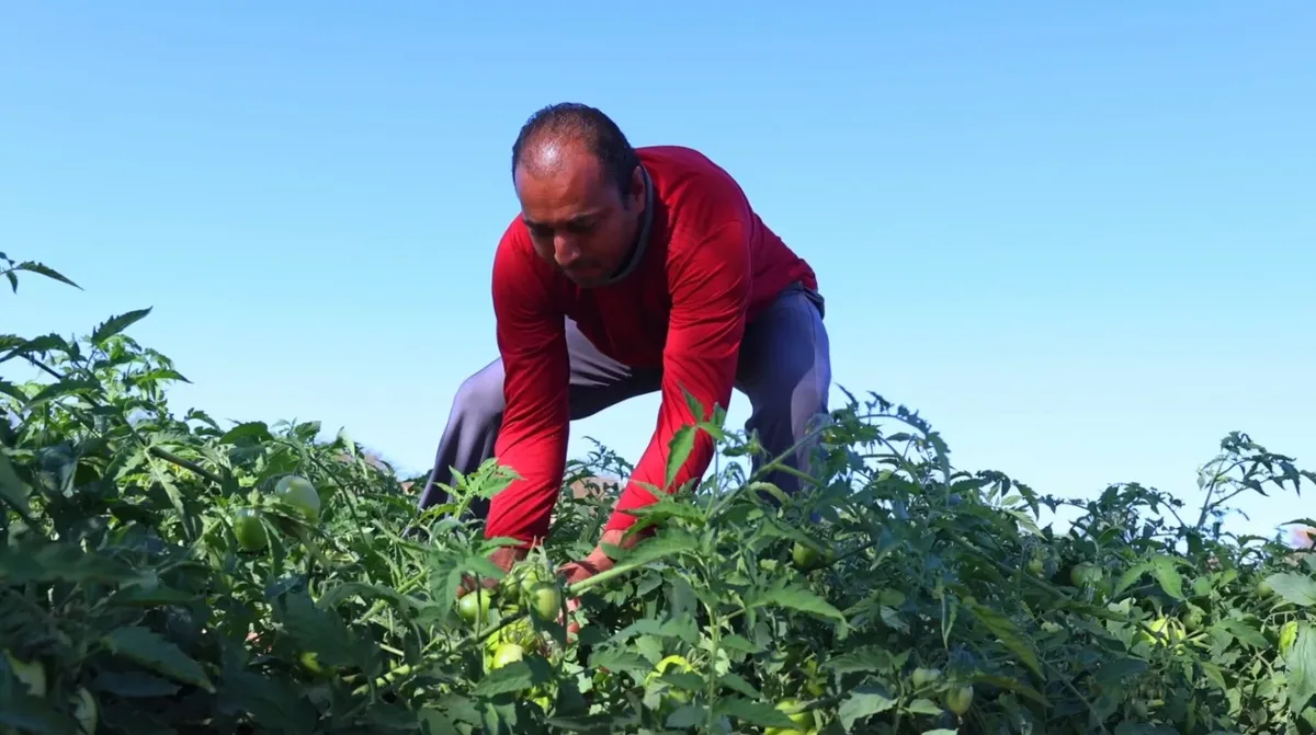 Carta reúne propostas de agroecologia para candidatos em São Paulo