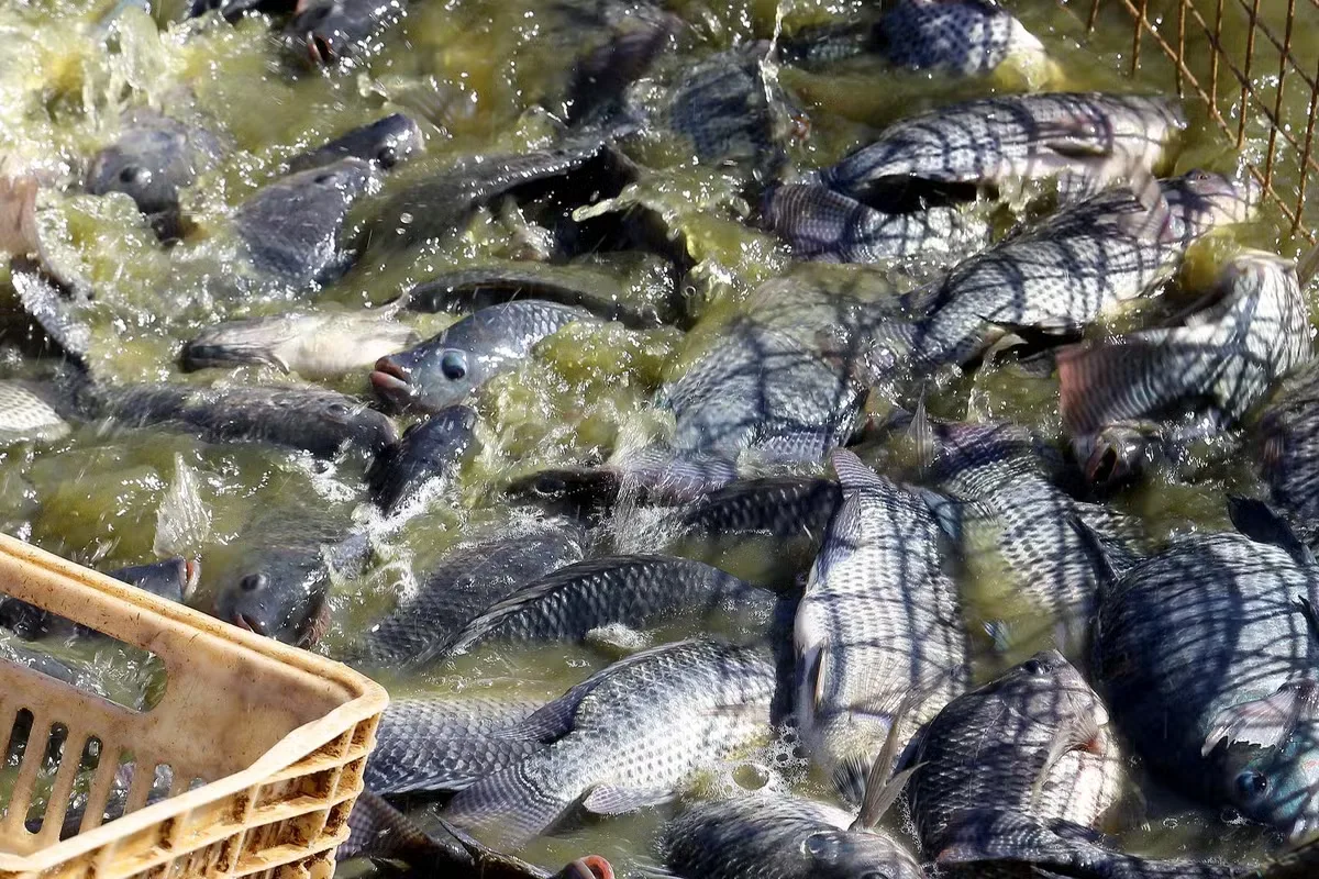 Cotação da tilápia mantém trajetória de baixa no início de setembro