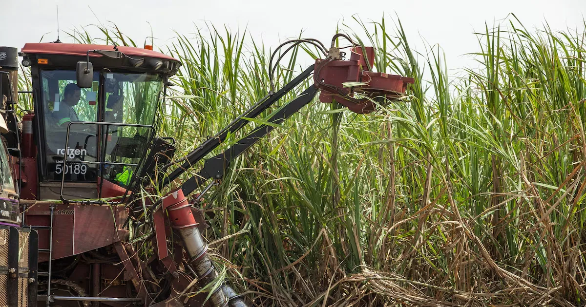 Plantae projeta R$ 500 milhões em crédito e prepara captação
