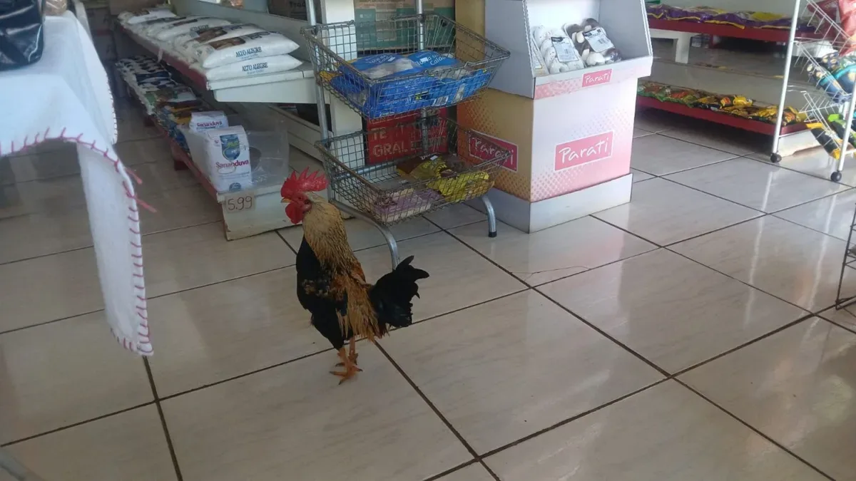 Garnizé Bibi transforma chegada às compras em rotina de um minimercado catarinense